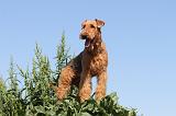 AIREDALE TERRIER 026
